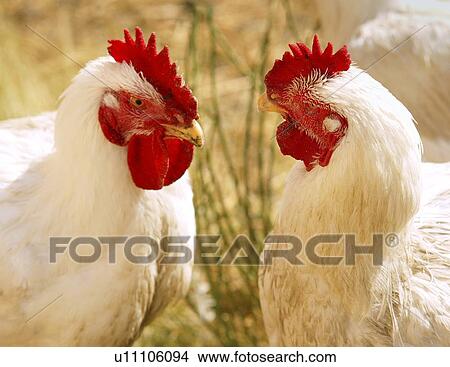 Domestic free-range chickens, Saskatchewan, Canada View Large Photo Image Picture - Domestic free-range chickens, Saskatchewan, Canada. Fotosearch