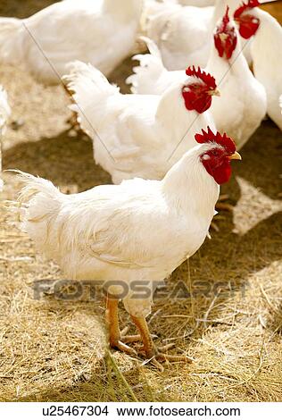 Picture - Domestic free-range chickens, Saskatchewan, Canada. Fotosearch