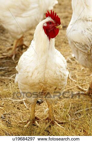 Stock Photo - Domestic free-range chickens, Saskatchewan, Canada. Fotosearch