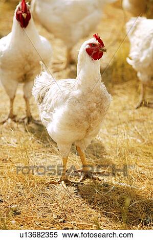 Domestic free-range chickens, Saskatchewan, Canada View Large Photo Image Stock Photography - Domestic free-range chickens, Saskatchewan, Canada. Fotosearch