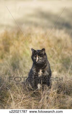 Farm cat, Alberta, Canada View Large Photo Image Stock Photo - Farm cat, Alberta, Canada. Fotosearch