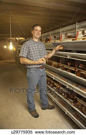 Stock Photography - Farmer collecting eggs at a chicken farm, Waterford, Ontario. Fotosearch