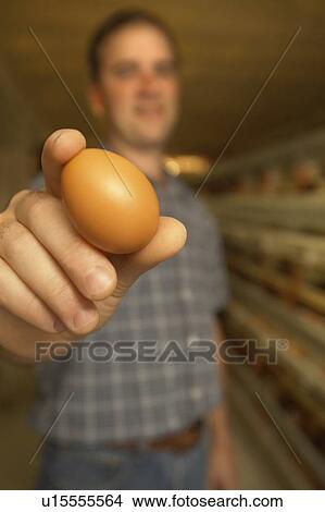 Picture - Farmer holding a egg up close to camera at a chicken farm, Waterford, Ontario. Fotosearch