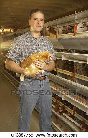Stock Photography - Farmer holding chicken at a chicken farm, Waterford, Ontario. Fotosearch