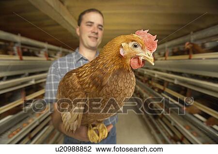Stock Image - Farmer holding chicken close to camera at a chicken farm, Waterford, Ontario. Fotosearch