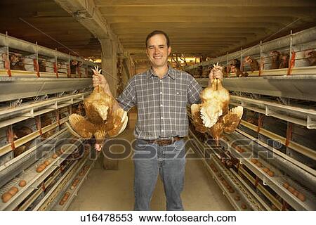 Farmer holding two chickens upside down at a chicken farm, Waterford, Ontario View Large Photo Image Stock Image - Farmer holding two chickens upside down at a chicken farm, Waterford, Ontario. Fotosearch