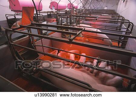 Farrowing area, sow and piglets, CPIG Hog Operation, Cudworth, Saskatchewan View Large Photo Image Stock Image - Farrowing area, sow and piglets, CPIG Hog Operation, Cudworth, Saskatchewan. Fotosearch