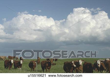Stock Image - Herd of beef cattle under rain clouds; Canada, Manitoba, Erickson. Fotosearch