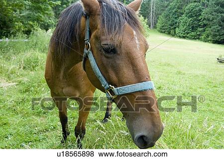 Horse in a field in a rural area; Canada, British Columbia, Victoria View Large Photo Image Stock Photo - Horse in a field in a rural area; Canada, British Columbia, Victoria. Fotosearch