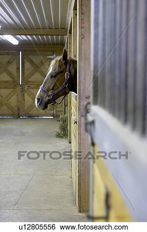 Stock Photograph - Horse looking out of barn stall, Canada, Ontario. Fotosearch