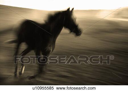 Stock Photography - Horse running, Kelowna, BC. Fotosearch