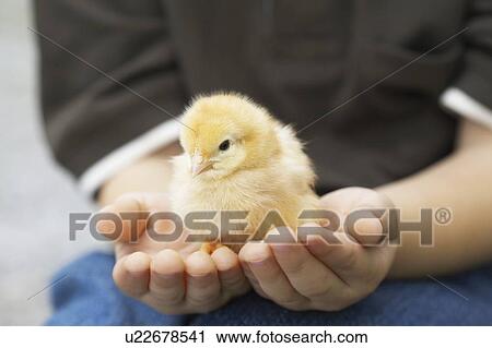 Stock Image - Little boy holding a baby chick on a farm, Waterford, Ontario. Fotosearch