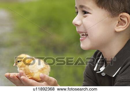 Little boy holding a baby chick on a farm, Waterford, Ontario View Large Photo Image Stock Photo - Little boy holding a baby chick on a farm, Waterford, Ontario. Fotosearch