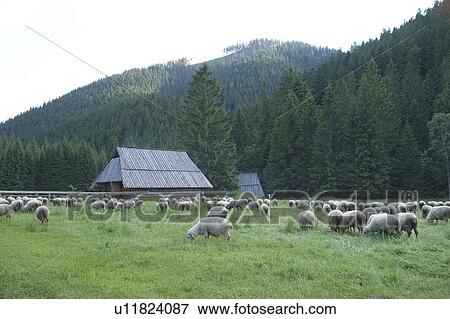 Mountain view with sheep, Tatra Mountains, Poland View Large Photo Image Stock Photo - Mountain view with sheep, Tatra Mountains, Poland. Fotosearch