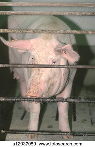 Pig, CPIG Hog Operation, Cudworth, Saskatchewan View Large Photo Image Stock Photo - Pig, CPIG Hog Operation, Cudworth, Saskatchewan. Fotosearch