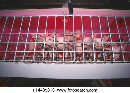 Piglets in incubator, CPIG Hog Operation, Cudworth, Saskatchewan View Large Photo Image Stock Image - Piglets in incubator, CPIG Hog Operation, Cudworth, Saskatchewan. Fotosearch