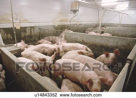 Pigs, CPIG Hog Operation, Cudworth, Saskatchewan View Large Photo Image Stock Image - Pigs, CPIG Hog Operation, Cudworth, Saskatchewan. Fotosearch