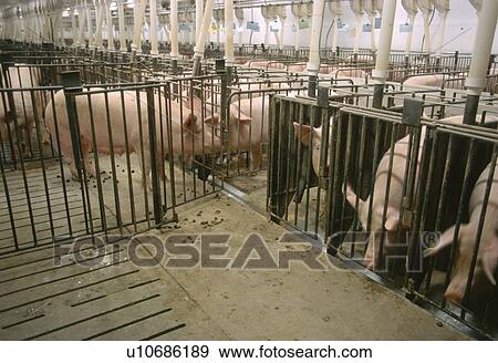 Pigs, CPIG Hog Operation, Cudworth, Saskatchewan View Large Photo Image Stock Photo - Pigs, CPIG Hog Operation, Cudworth, Saskatchewan. Fotosearch