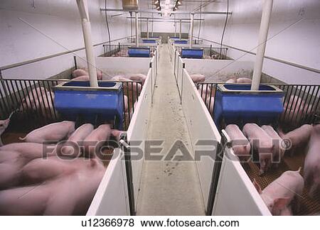 Pigs, CPIG Hog Operation, Cudworth, Saskatchewan View Large Photo Image Stock Photo - Pigs, CPIG Hog Operation, Cudworth, Saskatchewan. Fotosearch