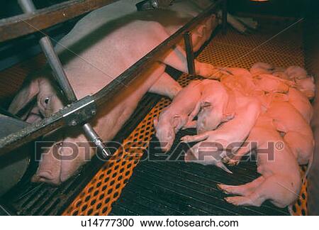 Pigs in farrowing area, sow and piglets, CPIG Hog Operation, Cudworth, Saskatchewan View Large Photo Image Stock Image - Pigs in farrowing area, sow and piglets, CPIG Hog Operation, Cudworth, Saskatchewan. Fotosearch