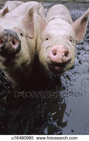 Pigs nose camera in muddy puddle, Pemberton, BC View Large Photo Image Stock Photography - Pigs nose camera in muddy puddle, Pemberton, BC. Fotosearch