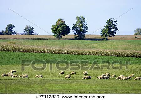 Sheep grazing in a field of grass, North Dumfries, Ontario View Large Photo Image Stock Photo - Sheep grazing in a field of grass, North Dumfries, Ontario. Fotosearch