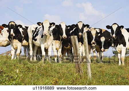Stock Photo - View of cows, Bas-Saint-Laurent region, Quebec, Canada. Fotosearch