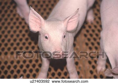 Stock Image - Young pig, CPIG Hog Operation, Cudworth, Saskatchewan. Fotosearch