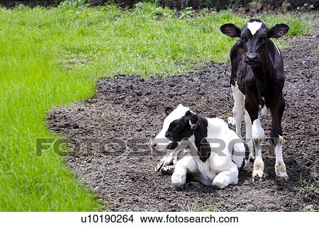 Picture - Outdoors, Day. Fotosearch