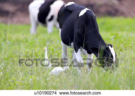 Picture - Outdoors, Day. Fotosearch