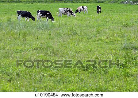 Picture - Outdoors, Day. Fotosearch
