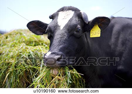 Outdoors, Day View Large Photo Image Stock Image - Outdoors, Day. Fotosearch