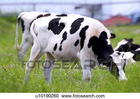 Stock Image - Outdoors, Day. Fotosearch