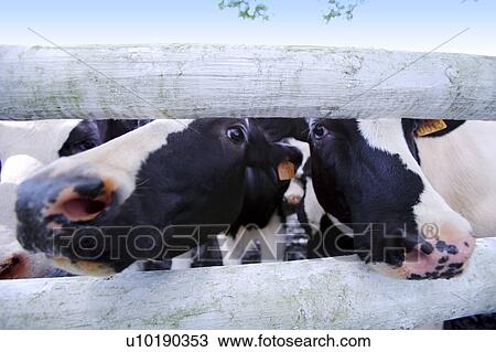 Stock Image - Outdoors, Day. Fotosearch