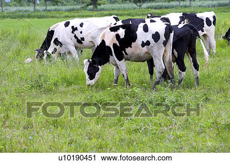 Stock Image - Outdoors, Day. Fotosearch