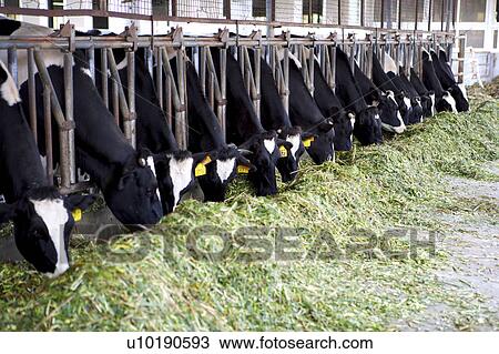 Stock Image - Outdoors, Day. Fotosearch