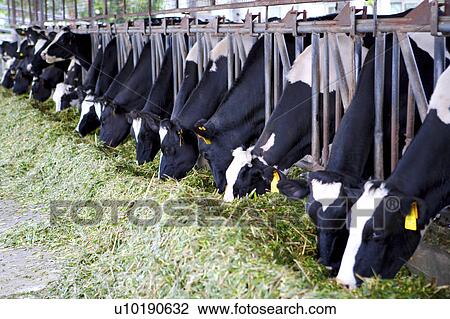 Stock Image - Outdoors, Day. Fotosearch