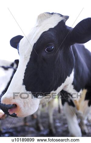 Stock Photo - Outdoors, Day. Fotosearch