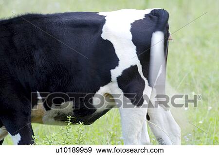 Stock Photo - Outdoors, Day. Fotosearch