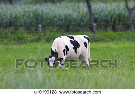 Stock Photo - Outdoors, Day. Fotosearch