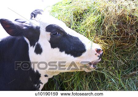 Outdoors, Day View Large Photo Image Stock Photo - Outdoors, Day. Fotosearch