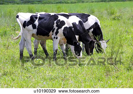 Stock Photo - Outdoors, Day. Fotosearch