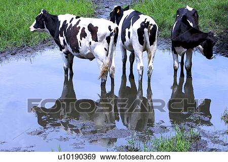 Stock Photo - Outdoors, Day. Fotosearch