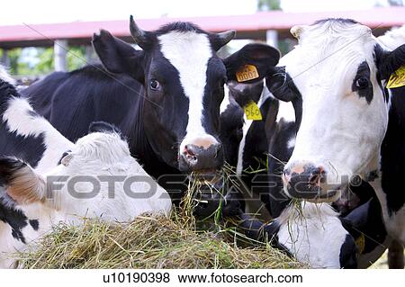 Stock Photo - Outdoors, Day. Fotosearch