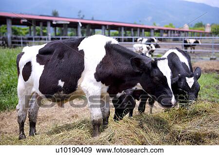 Stock Photo - Outdoors, Day. Fotosearch