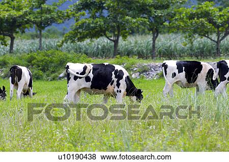 Stock Photo - Outdoors, Day. Fotosearch