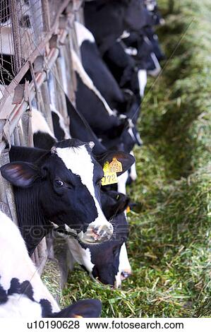 Stock Photo - Outdoors, Day. Fotosearch