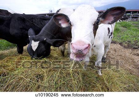 Stock Photography - Outdoors, Day. Fotosearch