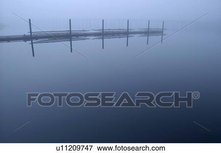 Stock Photo - Multi-person racing rowboats line a dock in the mist, Victoria, BC, Canada. Fotosearch