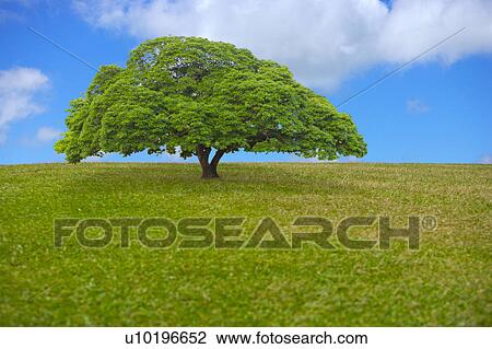Stock Image - Outdoors, Day. Fotosearch